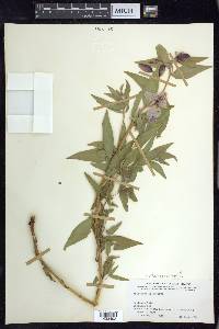 Chamerion latifolium image