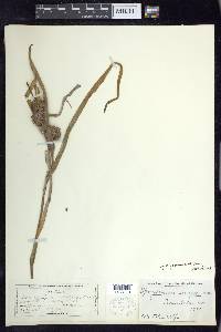 Sparganium emersum image