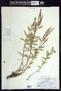 Chamerion latifolium image