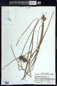 Sparganium angustifolium image