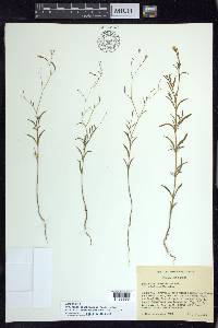 Epilobium brachycarpum image