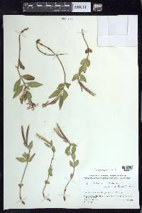 Chamerion latifolium image
