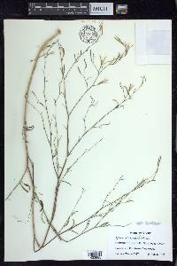 Epilobium brachycarpum image