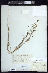 Epilobium brachycarpum image