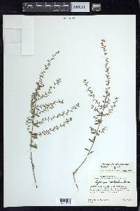 Lythrum curtissii image