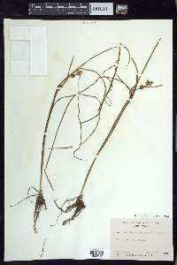 Sparganium angustifolium image