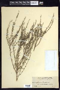 Lythrum lineare image