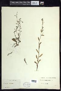 Myosotis scorpioides image