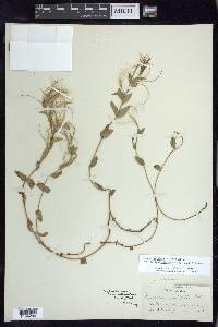 Epilobium glaberrimum subsp. fastigiatum image