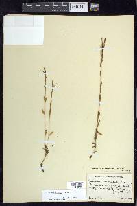 Epilobium halleanum image