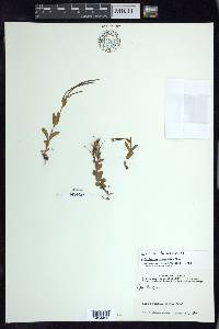 Epilobium lactiflorum image