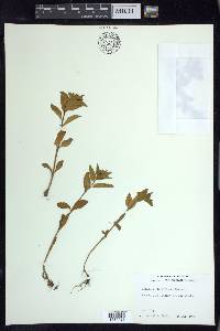 Epilobium lactiflorum image