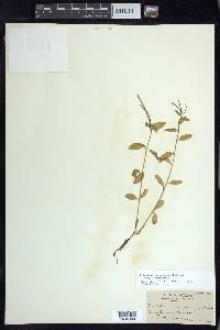 Epilobium hornemannii image