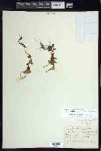 Epilobium hornemannii image