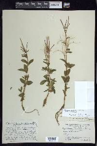 Epilobium hornemannii image