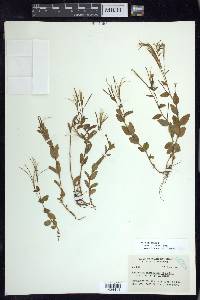 Epilobium lactiflorum image