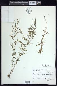 Epilobium palustre image