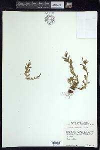 Epilobium saximontanum image