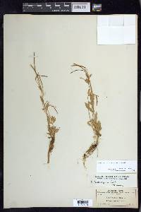 Epilobium lactiflorum image