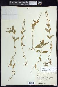 Epilobium hornemannii image