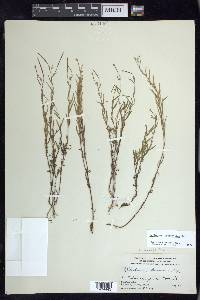 Epilobium leptophyllum image