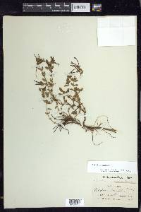 Epilobium clavatum image