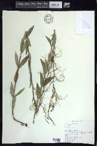 Epilobium parviflorum image