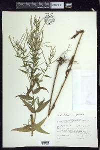 Epilobium ciliatum subsp. glandulosum image