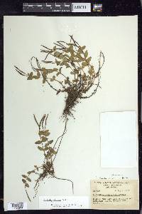 Epilobium clavatum image