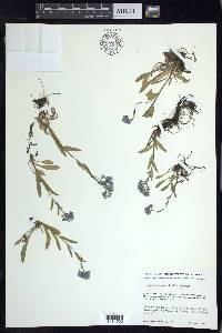 Myosotis alpestris image