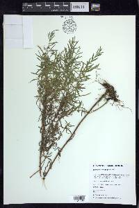 Epilobium leptophyllum image