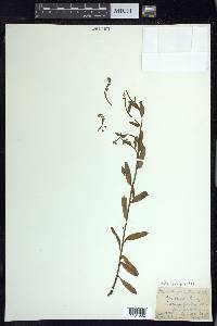 Myosotis scorpioides image