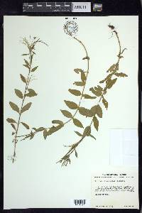 Epilobium hornemannii image