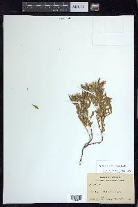 Epilobium suffruticosum image