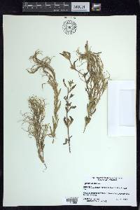 Epilobium strictum image