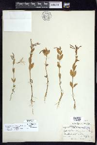 Epilobium halleanum image