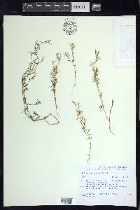 Epilobium minutum image