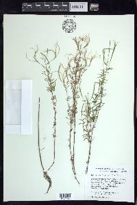 Epilobium leptophyllum image