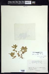 Epilobium hornemannii subsp. behringianum image