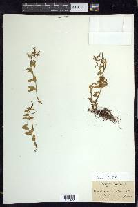 Epilobium clavatum image