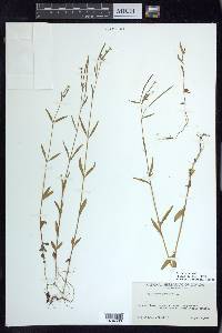 Epilobium palustre image