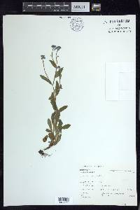 Myosotis scorpioides image