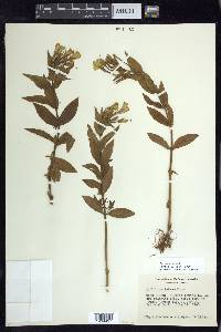 Epilobium luteum image