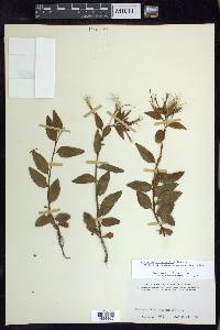 Epilobium hornemannii subsp. behringianum image