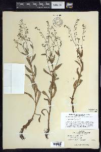 Myosotis laxa image