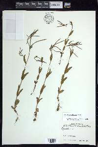 Epilobium halleanum image