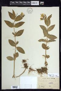 Epilobium luteum image