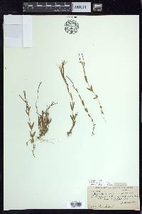 Epilobium oregonense image