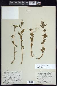 Epilobium hornemannii image