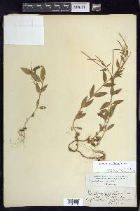 Epilobium lactiflorum image